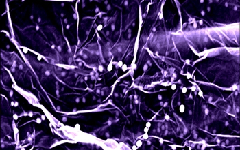 A 3D nanoarchitecture, based on a plasmonic hot-spot, developed by Jackson State University.